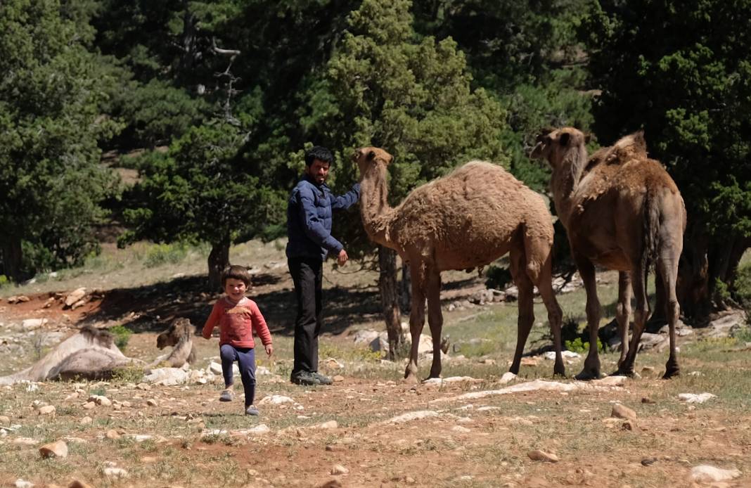 Sarıkeçili Yörüklerinin develer ve keçilerle Konya’ya zorlu göç yolculuğu 15